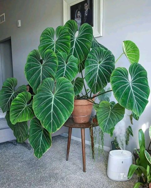 好养的大型绿植有哪些「好养的大型绿植有哪些 室内」_1